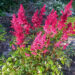 1845_7351_Astilbe_japonica_Montgomery.JPG