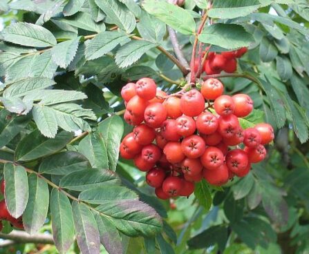 seedri-puukool-kultuurpihlakapuu-sorbus-alaja-krupnaja