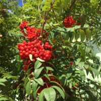 Sorbus `Rosina` pihlakas- Foto Seedri puukool
