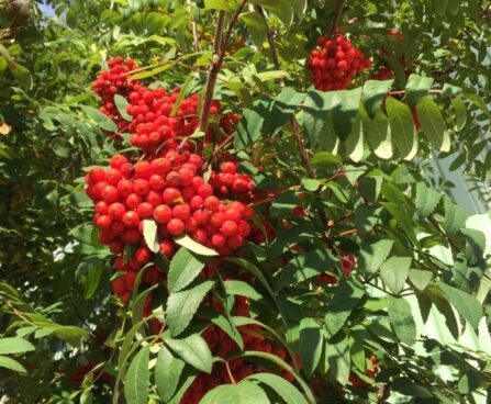Sorbus `Rosina` pihlakas- Foto Seedri puukool