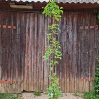 pyrus `Decora`- Foto Seedri puukool