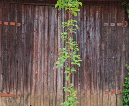 pyrus `Decora`- Foto Seedri puukool