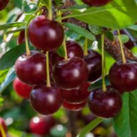 SHNN_S17
DSC_0085.NEF
SKU - 09466
Ref# 8846