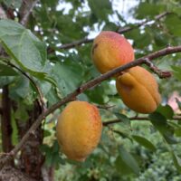 PRUNUS -aprikoosipuu`Velta`Seedri puukooli foto