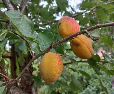 PRUNUS -aprikoosipuu`Velta`Seedri puukooli foto