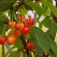 seedri-puukool-magus-kirsipuu-cerasus-avium-helgi—2-