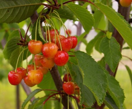 seedri-puukool-magus-kirsipuu-cerasus-avium-helgi—2-