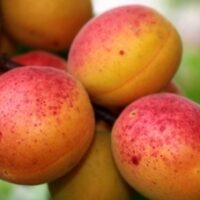 CREATOR: gd-jpeg v1.0 (using IJG JPEG v62), quality = 100