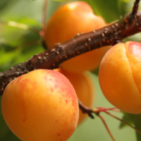 APRIKOOSIPUU PRUNUS 'DZINTARS'- foto Seedri puukool