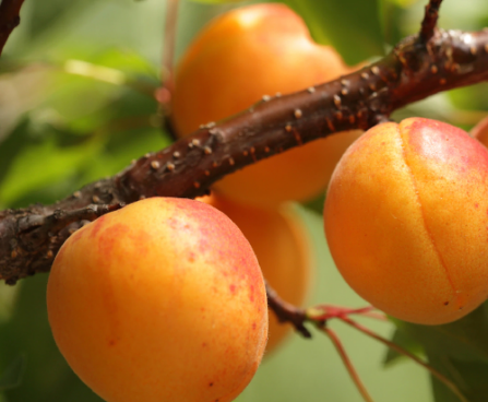 APRIKOOSIPUU PRUNUS 'DZINTARS'- foto Seedri puukool