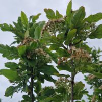 sorbus`Burka`-pihlakas- foto Seedri puukool