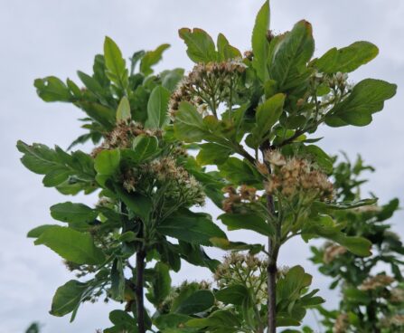 sorbus`Burka`-pihlakas- foto Seedri puukool
