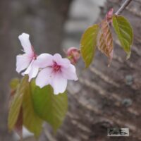 sahhalini kirsipuu õis