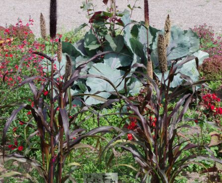 Cenchrus americanus-neegri-hiidhirss