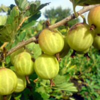 seedri-puukool-karusmari-grossularia-tatjana-syn-uralski-bezchipnoi