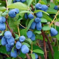 CREATOR: gd-jpeg v1.0 (using IJG JPEG v62), quality = 50