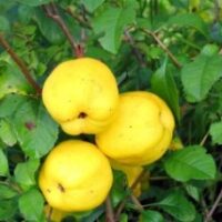 seedri-puukool-jaapani-ebakudoonia-chaenomeles-japonica-cido-1