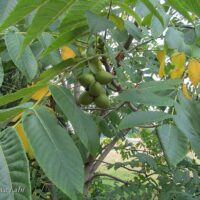 2018 7 hall pähklipuu Foto Eve Labi