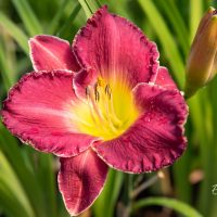 1855_10205_Hemerocallis_Bettylen__paevaliilia.jpg