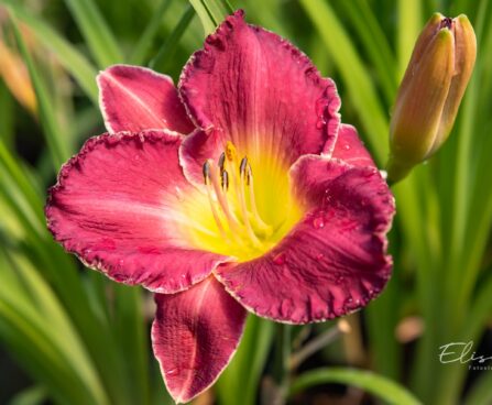 1855_10205_Hemerocallis_Bettylen__paevaliilia.jpg