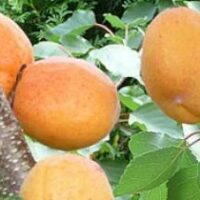 APRIKOOSIPUU PRUNUS 'KAUNAS'-seedri pk foto