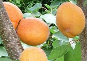 APRIKOOSIPUU PRUNUS 'KAUNAS'-seedri pk foto