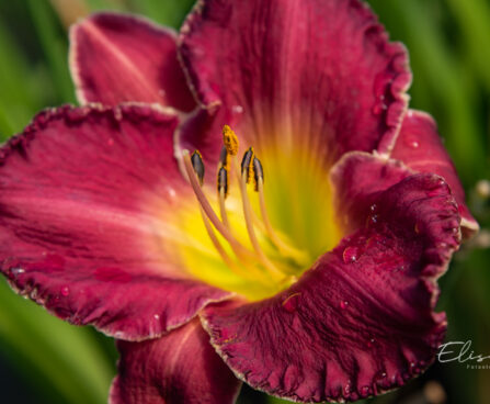 1855_11171_Hemerocallis_Bettylen__paevaliilia_2.jpg