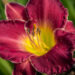 1855_11171_Hemerocallis_Bettylen__paevaliilia_2.jpg