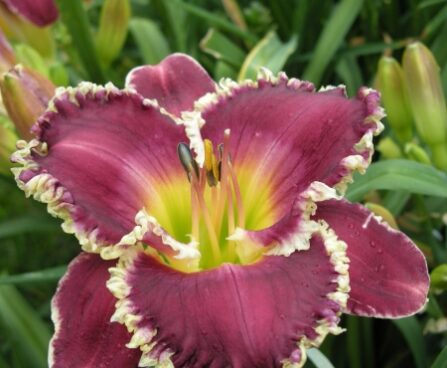 1855_7178_Hemerocallis_Bettylen_Photo_Darwinplants.jpg