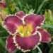 1855_7178_Hemerocallis_Bettylen_Photo_Darwinplants.jpg