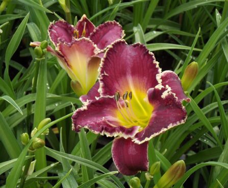 1855_9382_Hemerocallis_Bettylen-4-D.jpg