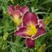 1855_9382_Hemerocallis_Bettylen-4-D.jpg