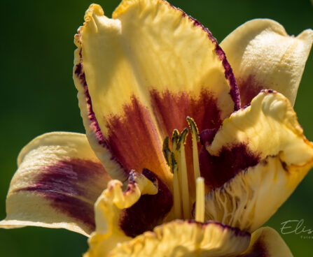 1856_9087_Hemerocallis_Blueberry_Cream_.JPG