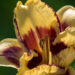 1856_9087_Hemerocallis_Blueberry_Cream_.JPG