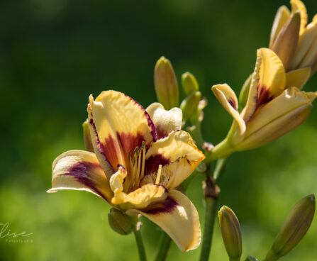 1856_9088_Hemerocallis_Blueberry_Cream__2.JPG