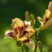 1856_9088_Hemerocallis_Blueberry_Cream__2.JPG