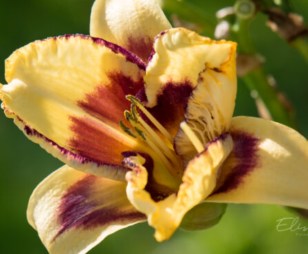 1856_9089_Hemerocallis_Blueberry_Cream__3.JPG