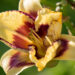 1856_9089_Hemerocallis_Blueberry_Cream__3.JPG