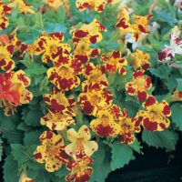 mimulus-magic-yellow-with-blotch-block -pärdiklill foto Kanepi aiand
