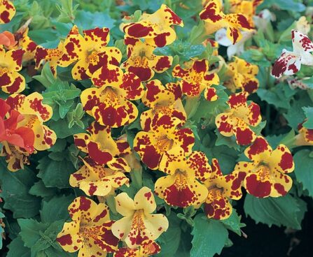 mimulus-magic-yellow-with-blotch-block -pärdiklill foto Kanepi aiand