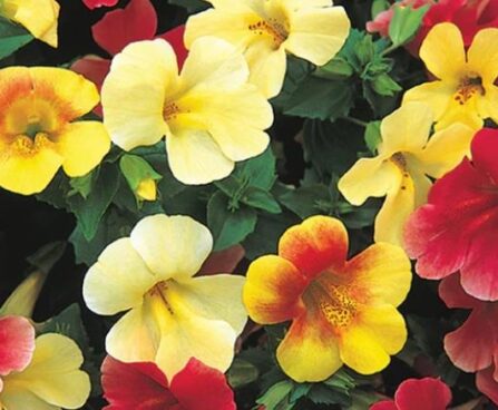 paerdiklill- mix foto Kanepi Aiand