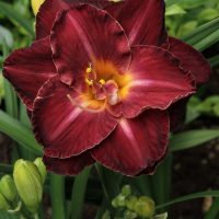 1857_9385_Hemerocallis_Burgundy_Love-2-D.jpg