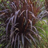 Pennisetum-Vertigo- purpur-hiidhirss `Vertigo`foto kanepi aiand