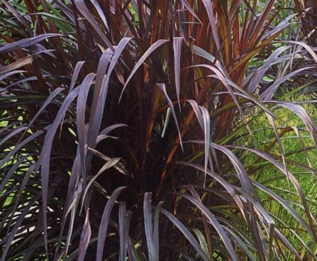 Pennisetum-Vertigo- purpur-hiidhirss `Vertigo`foto kanepi aiand