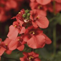 Diascia- kaksikkannus Flying-Colors-Deep-Salmon - foto kanepi aiand