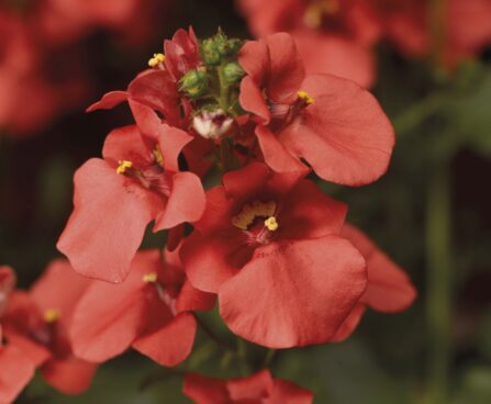 Diascia- kaksikkannus Flying-Colors-Deep-Salmon - foto kanepi aiand