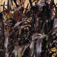 Pennisetum-glaucum-Purple-Majesty-foto Kanepi aiand