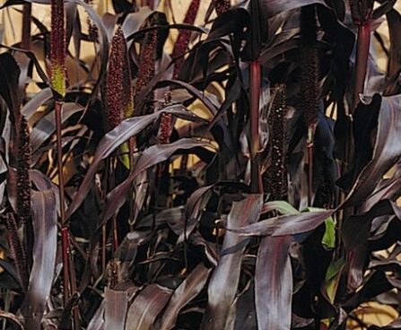 Pennisetum-glaucum-Purple-Majesty-foto Kanepi aiand