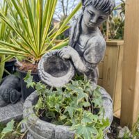 Hedera helix`Yellow Ripple`luuderohi foto Reelika Marrand