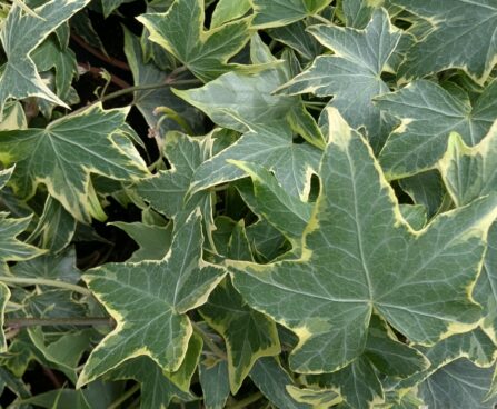 Hedera helix`Yellow Ripple`luuderohi foto Reelika Marrand 2